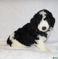 Randall, a male Miniature Goldendoodle for sale in Gap, PA – 2 of 7