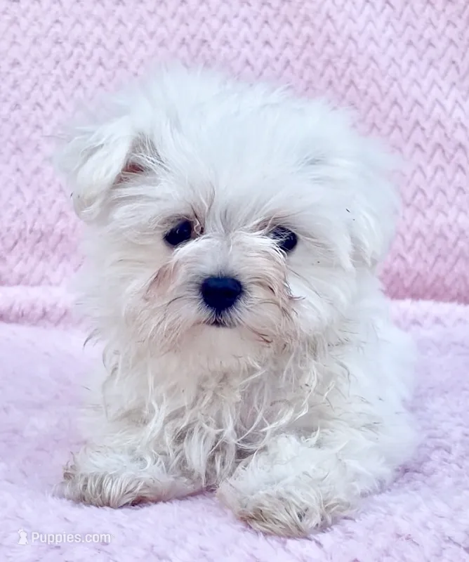 Cutie pie 5 lbs – Maltese puppy for sale in Gap, PA