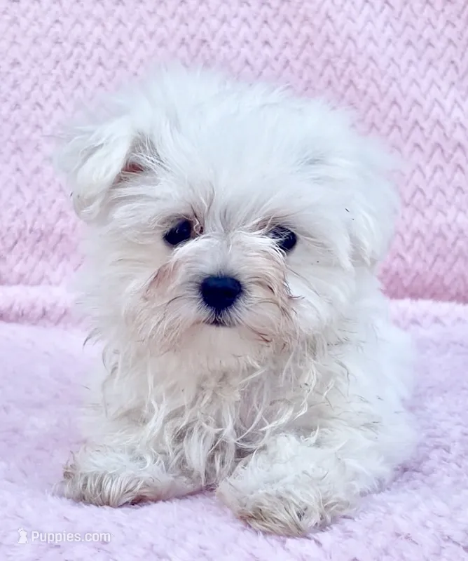 Cupcake teacup 5 lbs – Maltese puppy for sale in Gap, PA