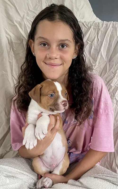 Blue eyed Bandit  – American Bulldog puppy for sale in Gap, PA