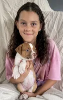 Blue eyed Bandit , a male American Bulldog for sale in Gap, PA – 1 of 4
