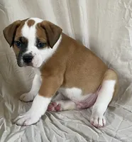 Buster, a male American Bulldog for sale in Gap, PA – 2 of 4
