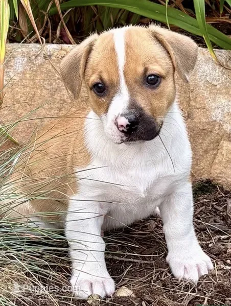 Diana  – Pembroke Welsh Corgi puppy for sale in Gap, PA