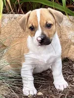 Diana , a female Pembroke Welsh Corgi for sale in Gap, PA – 1 of 1