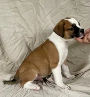 Buster, a male American Bulldog for sale in Gap, PA – 3 of 4