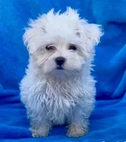 Mischief teacup 5 lbs, a male Maltese for sale in Gap, PA – 2 of 3