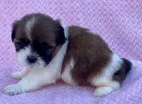  Betty, a female Maltese for sale in Gap, PA – 2 of 4