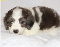 Ruby chocolate merle, a female Miniature Goldendoodle for sale in Gap, PA – 4 of 5