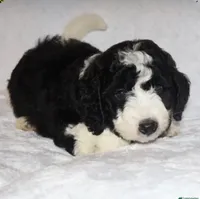 Randall, a male Miniature Goldendoodle for sale in Gap, PA – 3 of 7