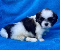 Buddy, a male Maltese for sale in Gap, PA – 3 of 4