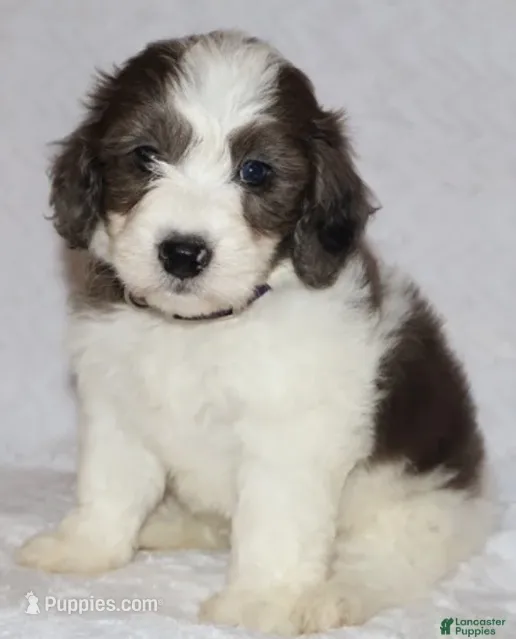 Ruby chocolate merle – Miniature Goldendoodle puppy for sale in Gap, PA