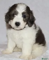 Ruby chocolate merle, a female Miniature Goldendoodle for sale in Gap, PA – 1 of 5