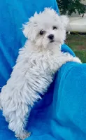 Mischief Teacup 5lbs , a male Maltese for sale in Gap, PA – 1 of 1