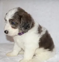 Ruby chocolate merle, a female Miniature Goldendoodle for sale in Gap, PA – 3 of 5