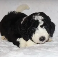 Randall, a male Miniature Goldendoodle for sale in Gap, PA – 4 of 7