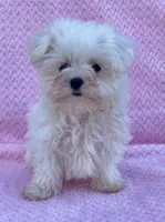 Cutie pie 5 lbs, a female Maltese for sale in Gap, PA – 3 of 5