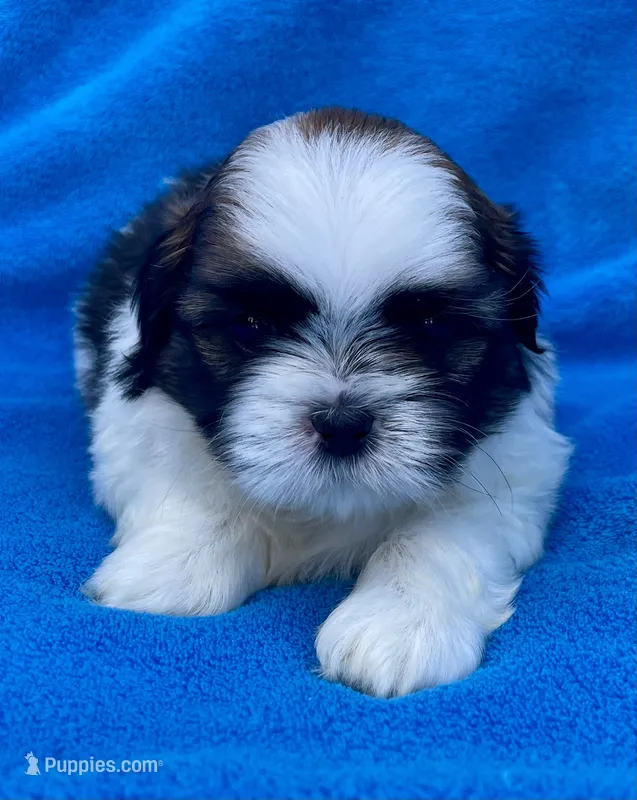 Buddy – Maltese puppy for sale in Gap, PA