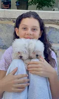 Cutie pie 5 lbs, a female Maltese for sale in Gap, PA – 4 of 5