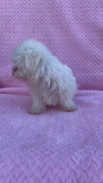 Cutie pie 5 lbs, a female Maltese for sale in Gap, PA – 5 of 5