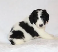 Rita, a female Miniature Goldendoodle for sale in Gap, PA – 2 of 4