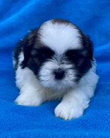 Buddy , a male Shih Tzu for sale in Gap, PA – 2 of 4