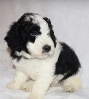 Ryan , a male Miniature Goldendoodle for sale in Gap, PA – 4 of 5