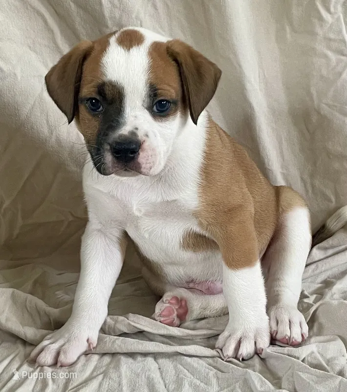 Buster – American Bulldog puppy for sale in Gap, PA