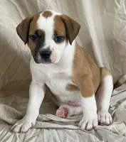 Buster, a male American Bulldog for sale in Gap, PA – 1 of 4