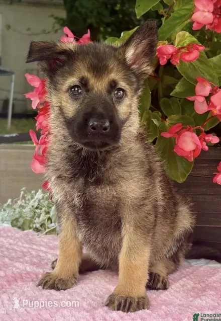 Star – German Shepherd Dog puppy for sale in Gap, PA