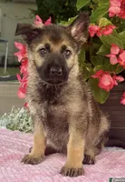 Star, a female German Shepherd Dog for sale in Gap, PA – 1 of 1