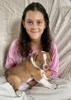 Blue eyed Bandit , a male American Bulldog for sale in Gap, PA – 2 of 4