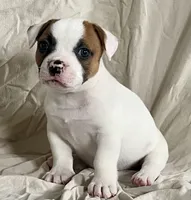 Hazel eyed Barney , a male American Bulldog for sale in Gap, PA – 4 of 4