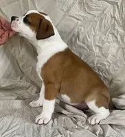 Buster, a male American Bulldog for sale in Gap, PA – 4 of 4
