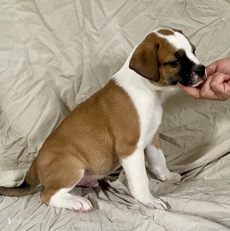 Buster – American Bulldog puppy for sale in Gap, PA