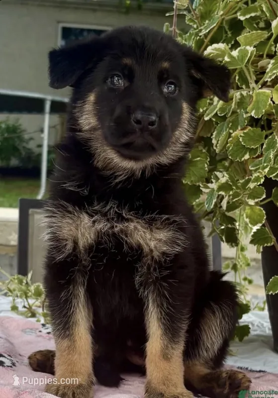 Nikita  – German Shepherd Dog puppy for sale in Gap, PA
