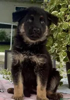 Nikita , a female German Shepherd Dog for sale in Gap, PA – 1 of 1