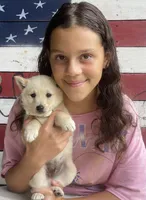 Captain , a male Schipperke for sale in Gap, PA – 3 of 3