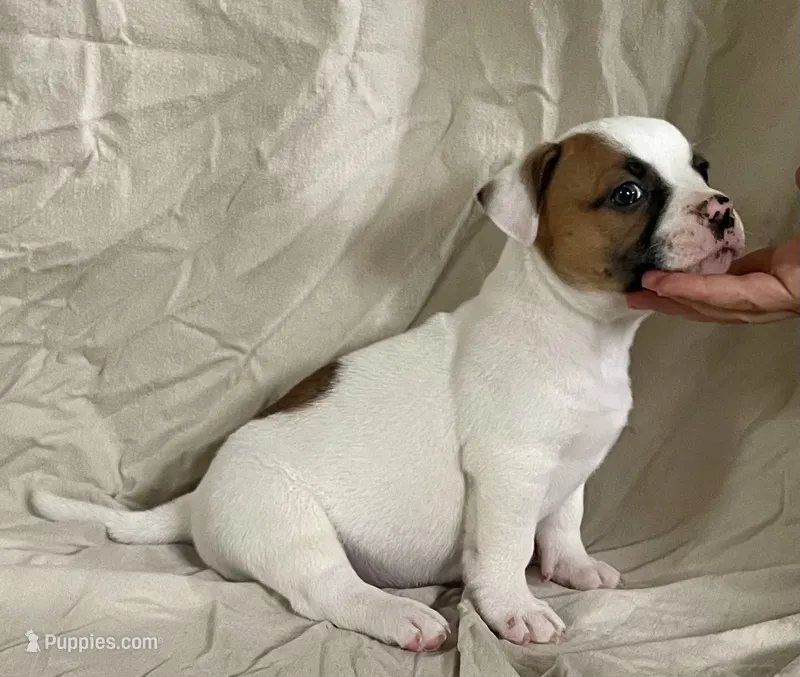 Hazel eyed Barney  – American Bulldog puppy for sale in Gap, PA