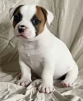 Hazel eyed Barney , a male American Bulldog for sale in Gap, PA – 2 of 4