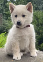 Captain , a male Schipperke for sale in Gap, PA – 2 of 3