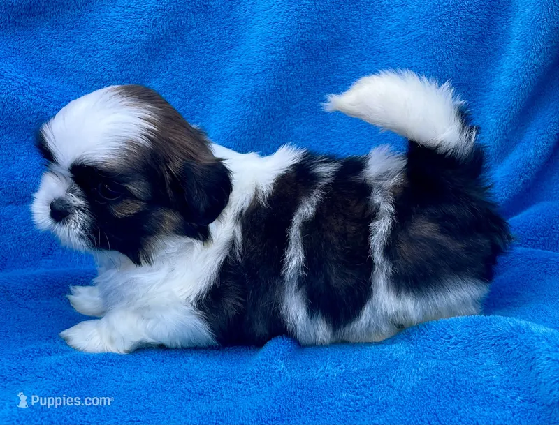 Buddy  – Shih Tzu puppy for sale in Gap, PA