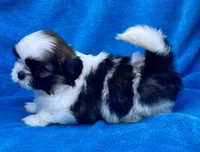 Buddy , a male Shih Tzu for sale in Gap, PA – 1 of 4