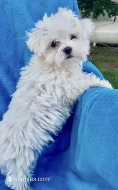 Mischief teacup 5 lbs – Maltese puppy for sale in Gap, PA