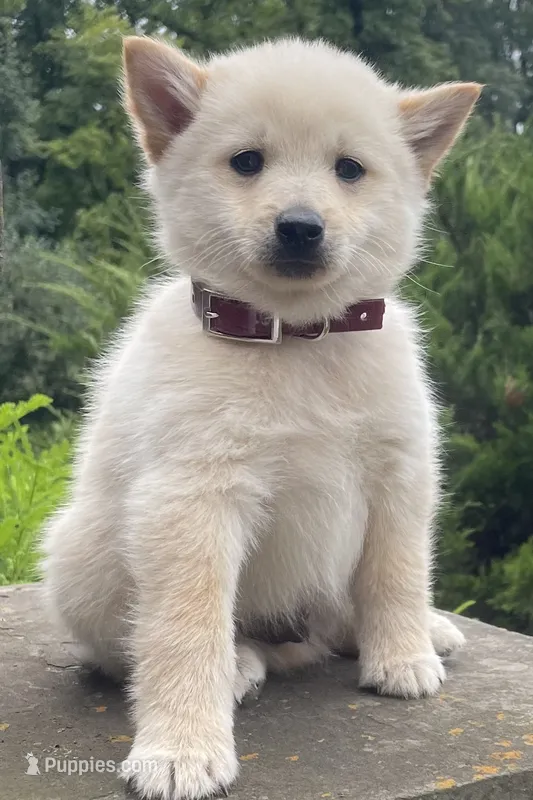 Captain  – Schipperke puppy for sale in Gap, PA