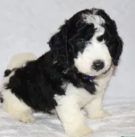 Randall, a male Miniature Goldendoodle for sale in Gap, PA – 5 of 7