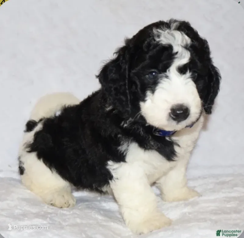 Randall – Miniature Goldendoodle puppy for sale in Gap, PA