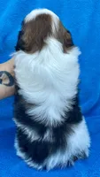 Buddy , a male Shih Tzu for sale in Gap, PA – 3 of 4