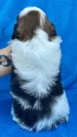 Buddy, a male Shih Tzu for sale in Gap, PA – 4 of 4