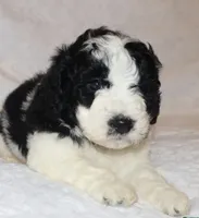 Ryan , a male Miniature Goldendoodle for sale in Gap, PA – 1 of 5