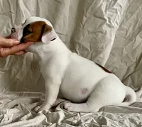 Hazel eyed Barney , a male American Bulldog for sale in Gap, PA – 3 of 4